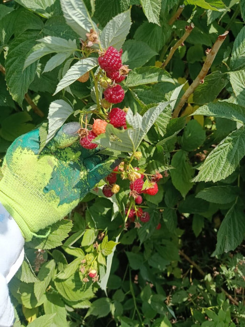 Сдаю 20соток малины новый европейский сорт 