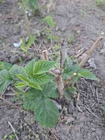 Саженцы малины (ремонтантный тип) и полька. - Выкопанные делёнки с Bishkek