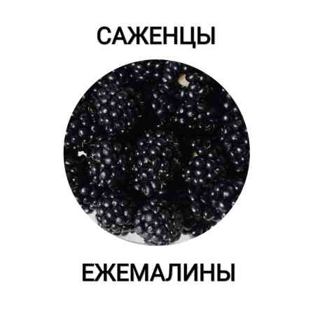 Ежемалина немецкой селекции без шипов. Урожайная, быстро размножается Бишкек