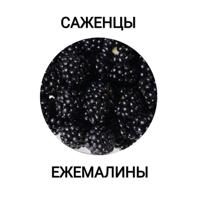 Ежемалина немецкой селекции без шипов. Урожайная, быстро размножается Бишкек - изображение 1