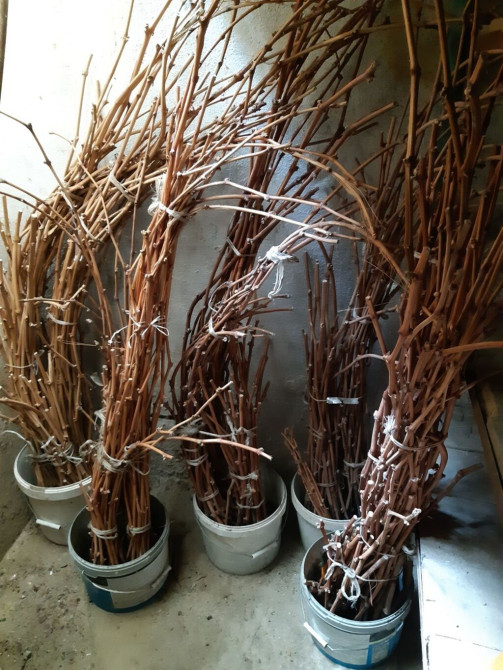 Черенки для укоренения и прививки, по 50 сом. Имеется около 8 сортов Бишкек - изображение 1