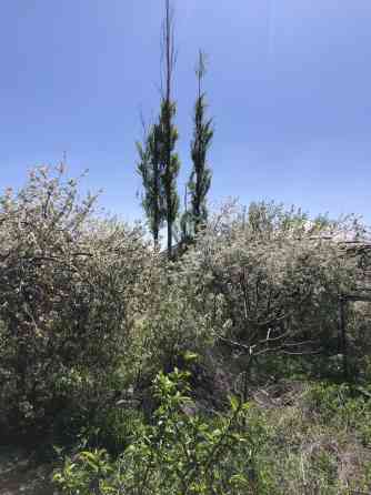 Продаю плодовые деревья вишня слива цена 100 за шт Бишкек