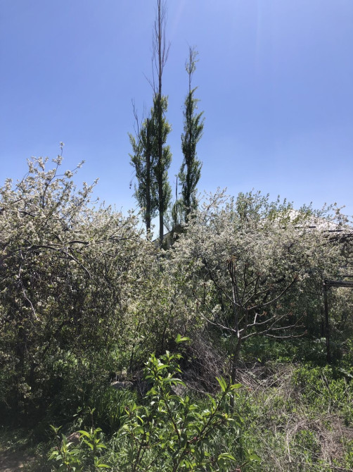 Продаю плодовые деревья вишня слива цена 100 за шт Бишкек - изображение 1