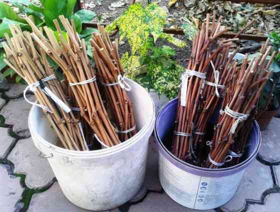 Черенки винограда для укоренения или прививки, по 50 сом. Имеется Бишкек