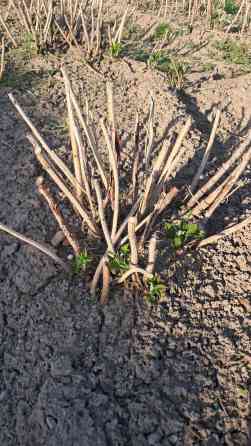Саженцы малины (корневые отпрыски/делёнки кустов) - Сортовая малина Бишкек