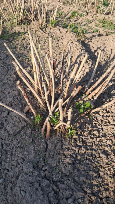 Саженцы малины (корневые отпрыски/делёнки кустов) - Сортовая малина Бишкек - изображение 1