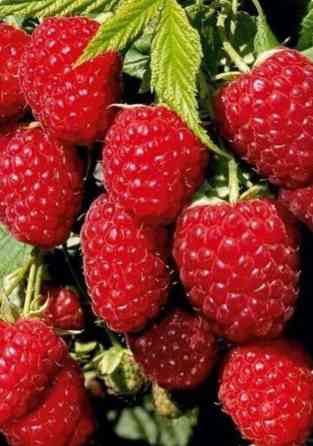 СРОЧНО.Малина кочот саттылат. ПОЛЬКА сортту таза .Июнь айынан ноябрдын Бишкек