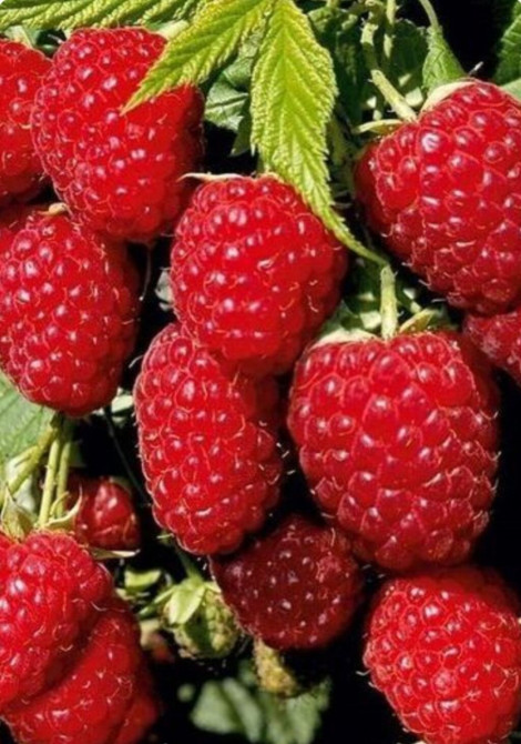 СРОЧНО.Малина кочот саттылат. ПОЛЬКА сортту таза .Июнь айынан ноябрдын Бишкек - изображение 1