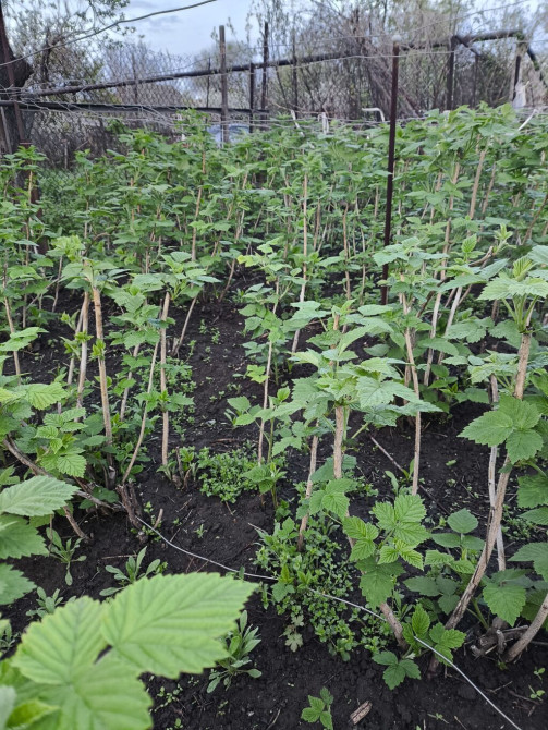 Саженцы малины (многоствольные побеги от маточных кустов) - Сортовая Бишкек - изображение 1