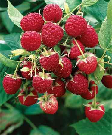 Саженцы малины (ремонтантный тип) Описание: - Крупные ярко‑красные Бишкек