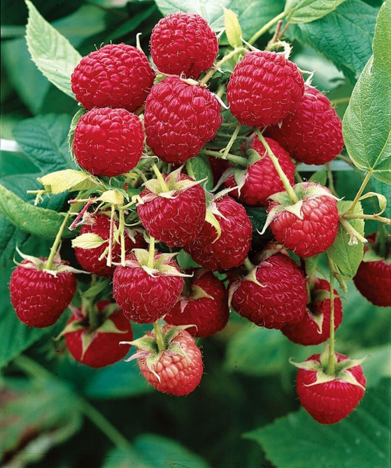 Саженцы малины (ремонтантный тип) Описание: - Крупные ярко‑красные Бишкек - изображение 1