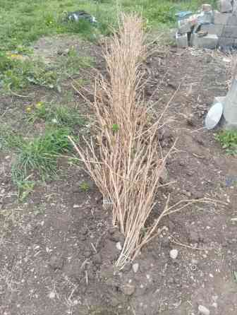 Саженцы малины (корневые отпрыски/кустики, выкопанные из одной ленты Бишкек