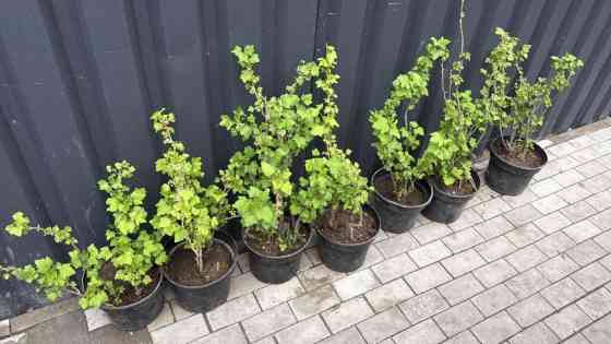 Саженцы смородины в контейнерах - Кусты смородины в горшках Бишкек