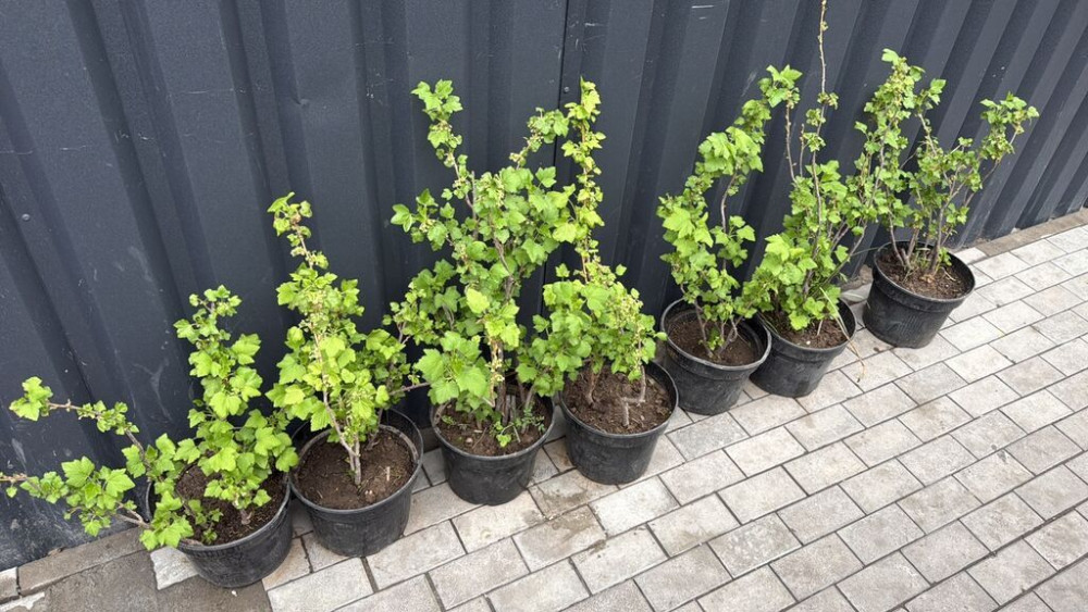 Саженцы смородины в контейнерах - Кусты смородины в горшках Бишкек - изображение 1