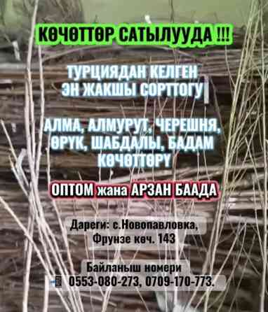 ТУРЦИЯДАН КЕЛГЕН ЭН ЖАКШЫ СОРТТОГУ КӨЧӨТТӨР САТЫЛУУДА !!! АЛМА Бишкек