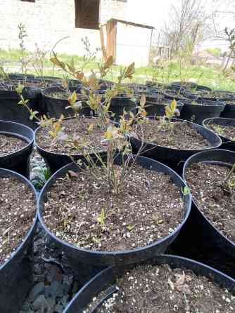 Голубика саженцы сатылат. Баасы 450, сорт дюк, 3 жылдык Бишкек