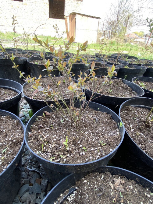 Голубика саженцы сатылат. Баасы 450, сорт дюк, 3 жылдык Бишкек - изображение 1