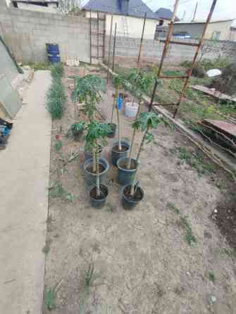 Папайя (Carica papaya) в горшках — саженцы для теплицы или зимнего Бишкек