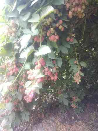 Продаю Саженцы Ежемалины ТорнФри. Этот сорт хорошо адаптированный под Бишкек