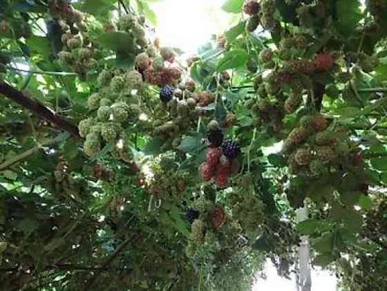 Продаю Саженцы Ежемалины ТорнФри. Этот сорт хорошо адаптированный под Бишкек