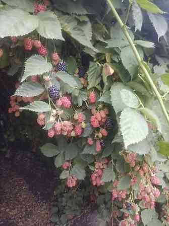 Продаю Саженцы Ежемалины ТорнФри. Этот сорт хорошо адаптированный под Бишкек