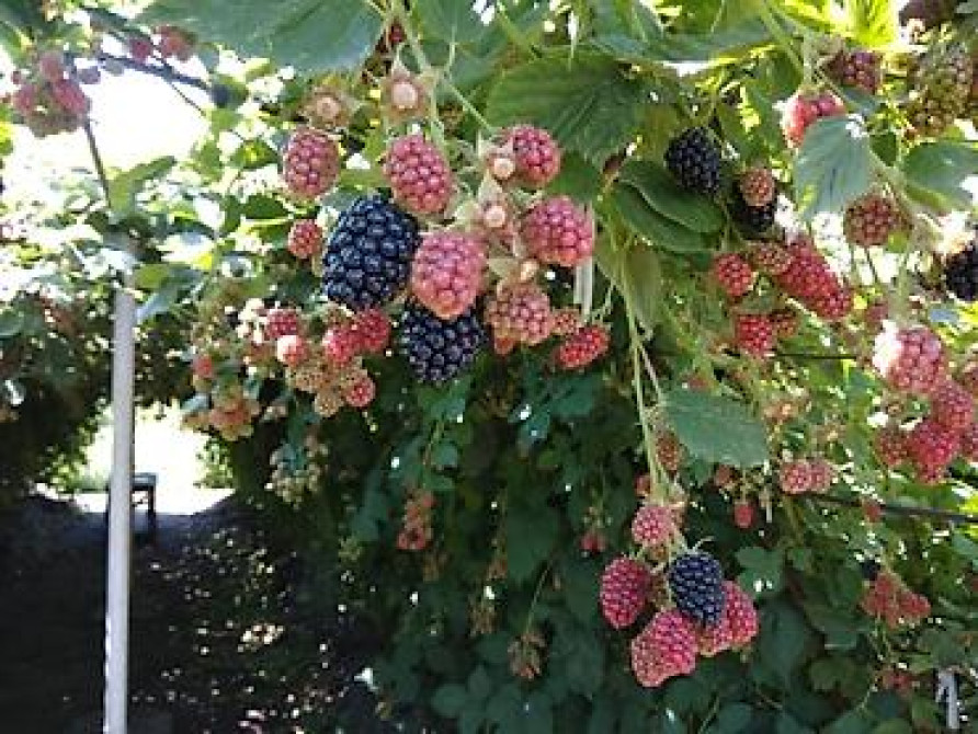 Продаю Саженцы Ежемалины ТорнФри. Этот сорт хорошо адаптированный под Бишкек - изображение 11