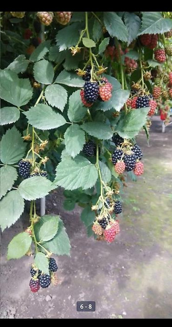 Продаю Саженцы Ежемалины ТорнФри. Этот сорт хорошо адаптированный под Бишкек - изображение 8