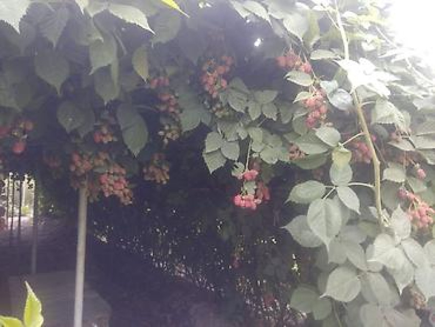 Продаю Саженцы Ежемалины ТорнФри. Этот сорт хорошо адаптированный под Бишкек - изображение 14