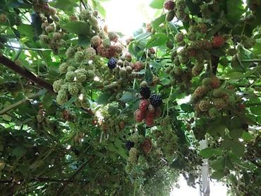 Продаю Саженцы Ежемалины ТорнФри. Этот сорт хорошо адаптированный под Бишкек - изображение 12