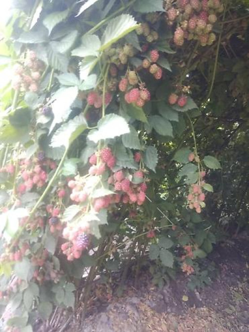 Продаю Саженцы Ежемалины ТорнФри. Этот сорт хорошо адаптированный под Бишкек - изображение 4