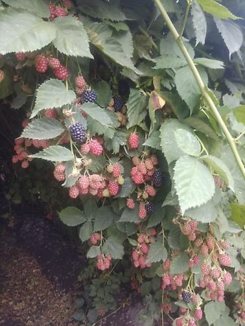 Продаю Саженцы Ежемалины ТорнФри. Этот сорт хорошо адаптированный под Бишкек - изображение 6