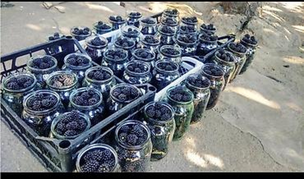 Продаю Саженцы Ежемалины ТорнФри. Этот сорт хорошо адаптированный под Бишкек - изображение 16