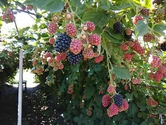 Саженцы Ежемалины!!! 