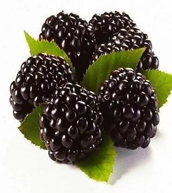 Саженцы Ежемалины!!! 