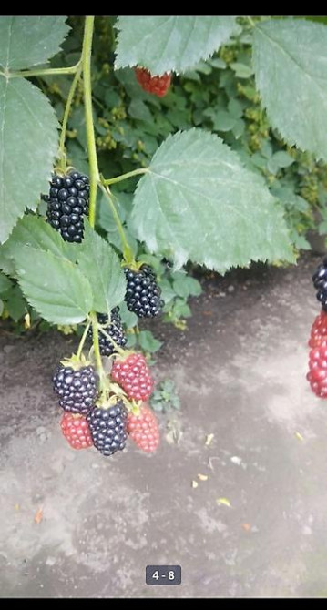 Саженцы Ежемалины!!! 