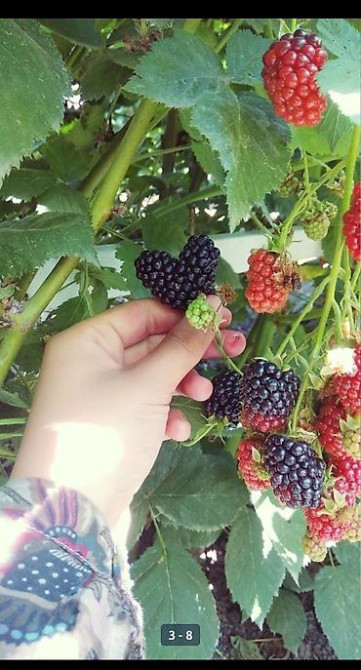 Саженцы Ежемалины!!! 