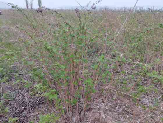 1 гектар малина сатылат Геракл 1 гектар клубника бар месни 250000 сом Бишкек