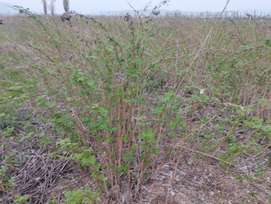 1 гектар малина сатылат Геракл 1 гектар клубника бар месни 250000 сом Бишкек - изображение 1