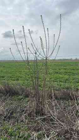 Саженцы черешни сорта Стаккато (Staccato) - Поздний канадский сорт с Бишкек