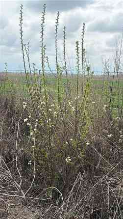 Саженцы черешни сорта Стаккато (Staccato) - Поздний канадский сорт с Бишкек