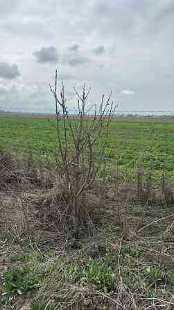 Саженцы черешни сорта Стаккато (Staccato) - Поздний канадский сорт с Бишкек