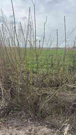 Саженцы черешни сорта Стаккато (Staccato) - Поздний канадский сорт с Бишкек