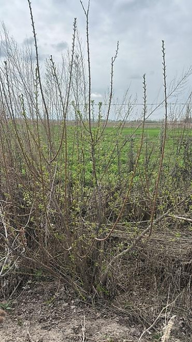 Саженцы черешни сорта Стаккато (Staccato) - Поздний канадский сорт с Бишкек - изображение 25