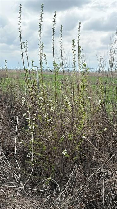 Саженцы черешни сорта Стаккато (Staccato) - Поздний канадский сорт с Бишкек - изображение 13