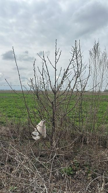 Саженцы черешни сорта Стаккато (Staccato) - Поздний канадский сорт с Бишкек - изображение 17