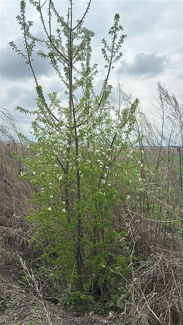 Саженцы черешни сорта Стаккато (Staccato) - Поздний канадский сорт с Бишкек - изображение 22