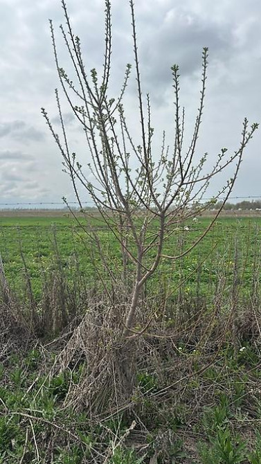 Саженцы черешни сорта Стаккато (Staccato) - Поздний канадский сорт с Бишкек - изображение 19