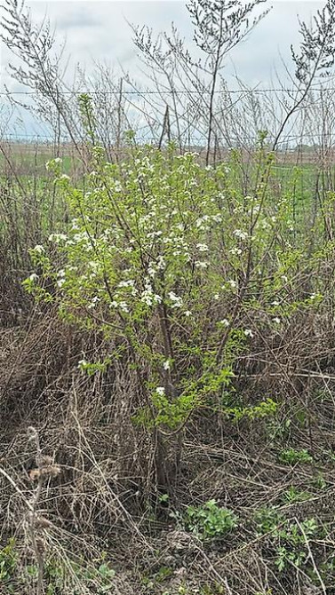 Саженцы черешни сорта Стаккато (Staccato) - Поздний канадский сорт с Бишкек - изображение 23