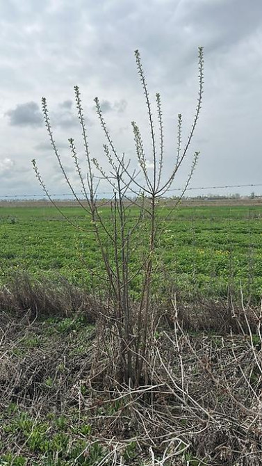 Саженцы черешни сорта Стаккато (Staccato) - Поздний канадский сорт с Бишкек - изображение 5
