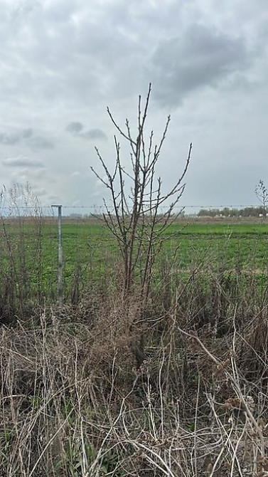 Саженцы черешни сорта Стаккато (Staccato) - Поздний канадский сорт с Бишкек - изображение 20